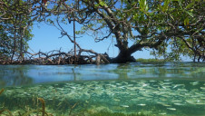 Pictured: A mangrove forest in the Caribbean